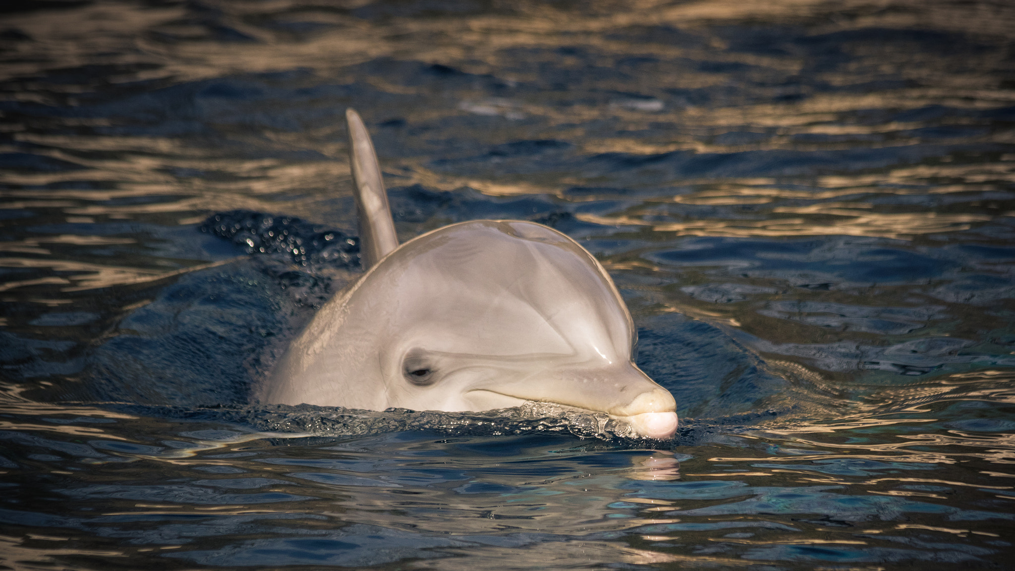 Canon EF 70-300mm F4-5.6 IS USM sample photo. Delfin photography