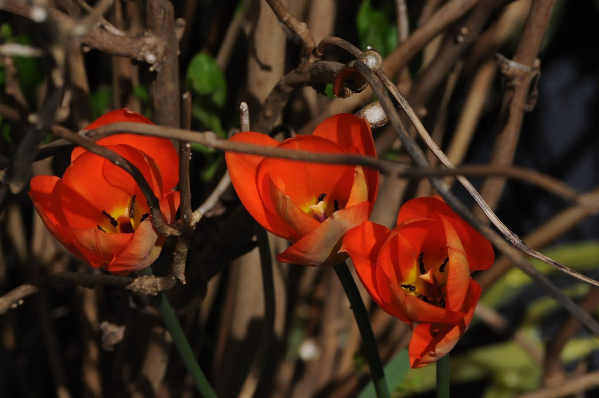 Nikon D90 sample photo