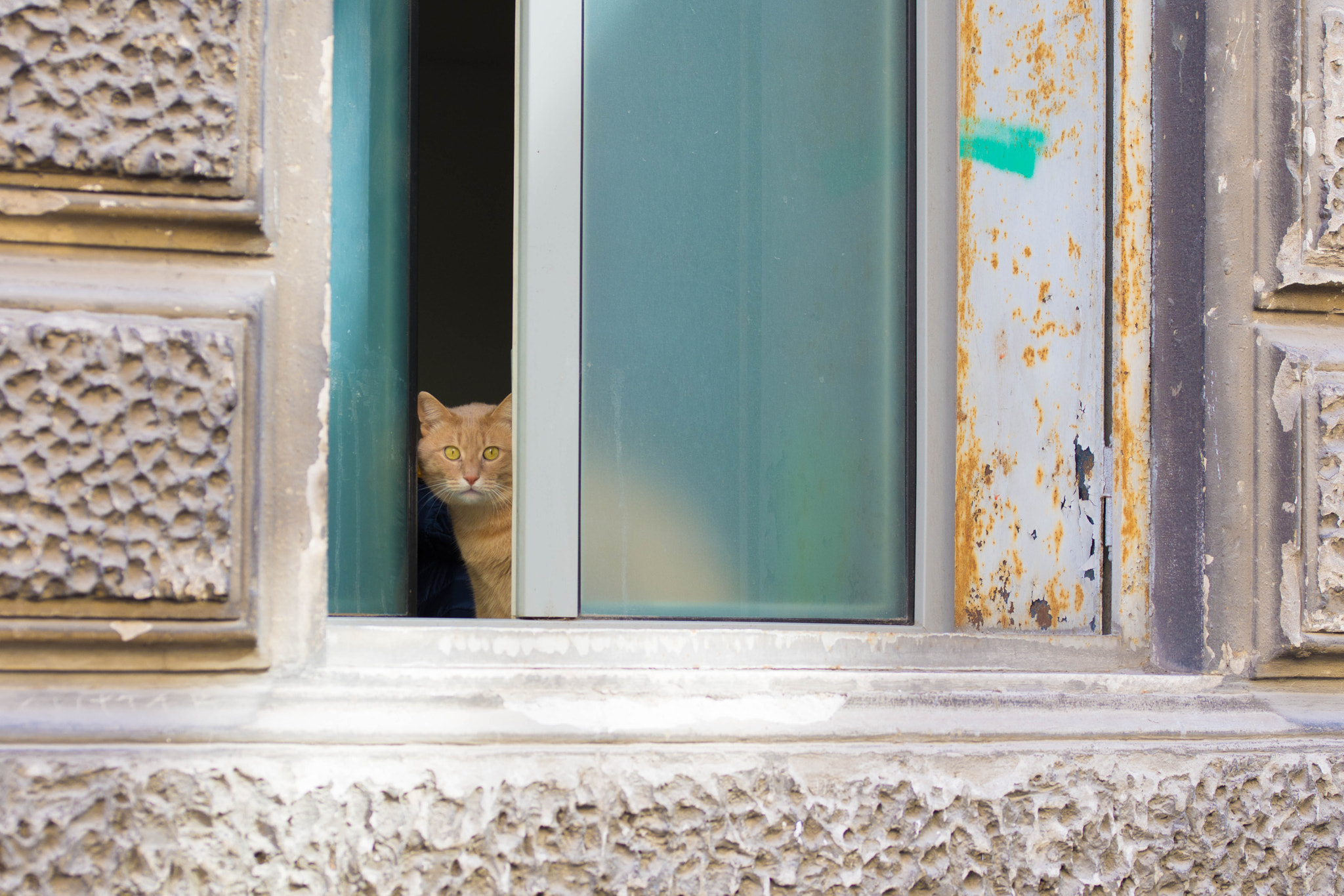 Sigma 105mm F2.8 EX DG OS HSM sample photo. I'm looking at you! be scared! photography
