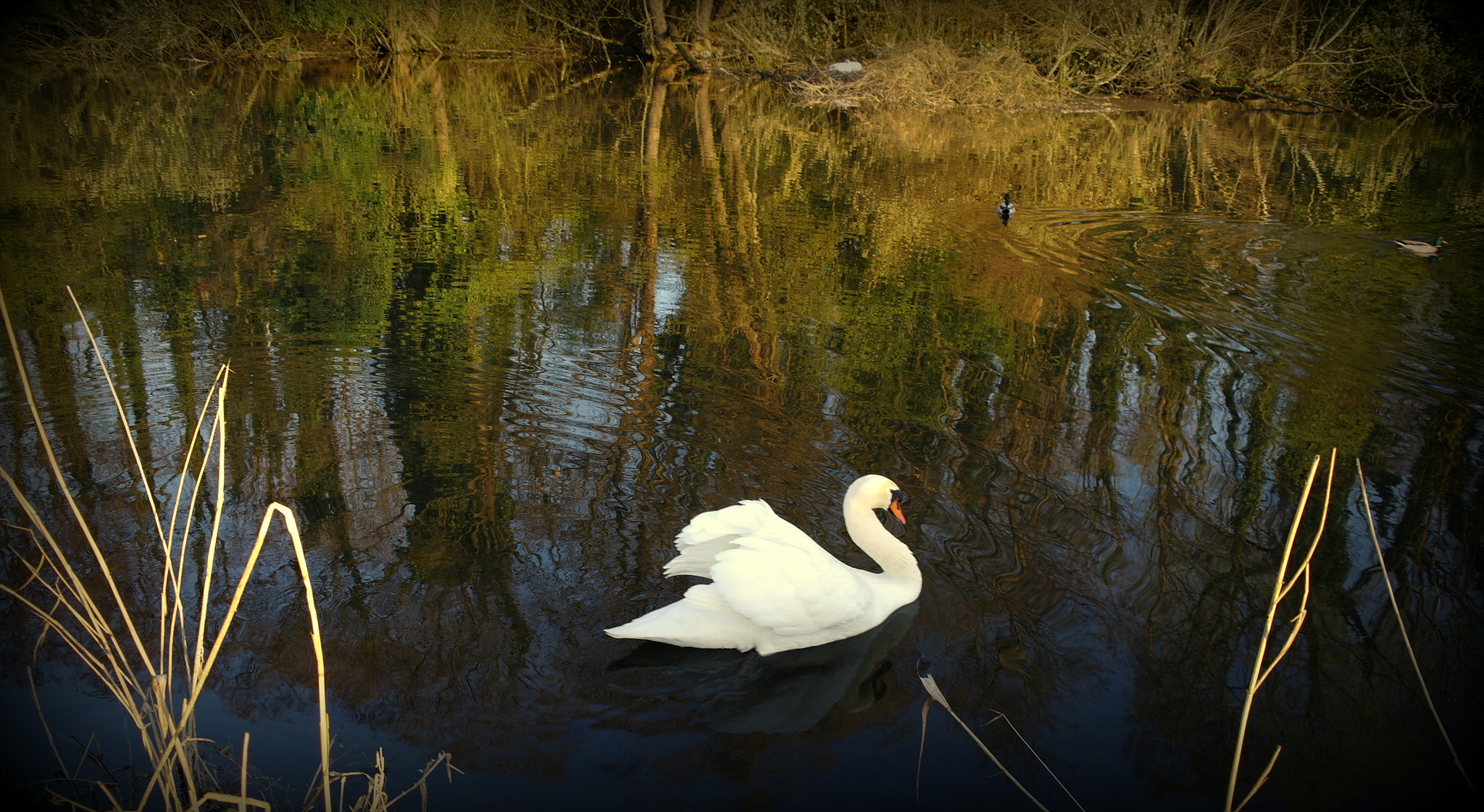 Samsung NX10 sample photo. "schwan im abendlicht" photography