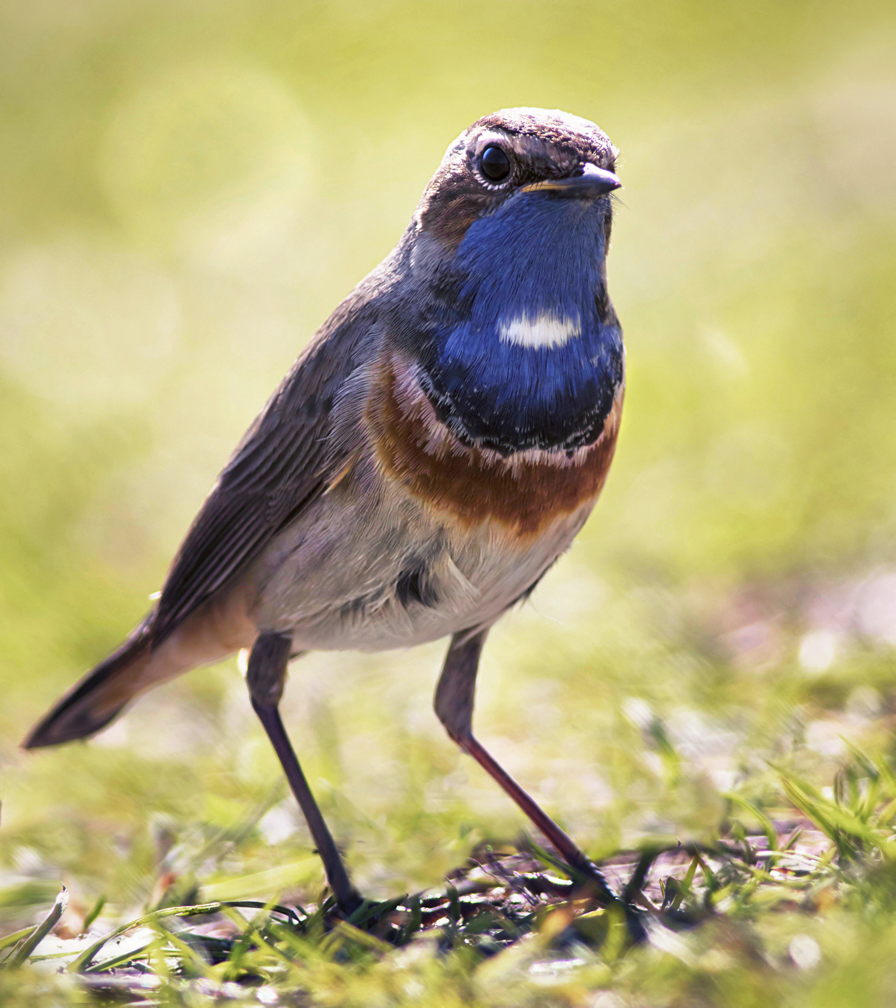 Canon EF 400mm F5.6L USM sample photo. Bluethroat photography