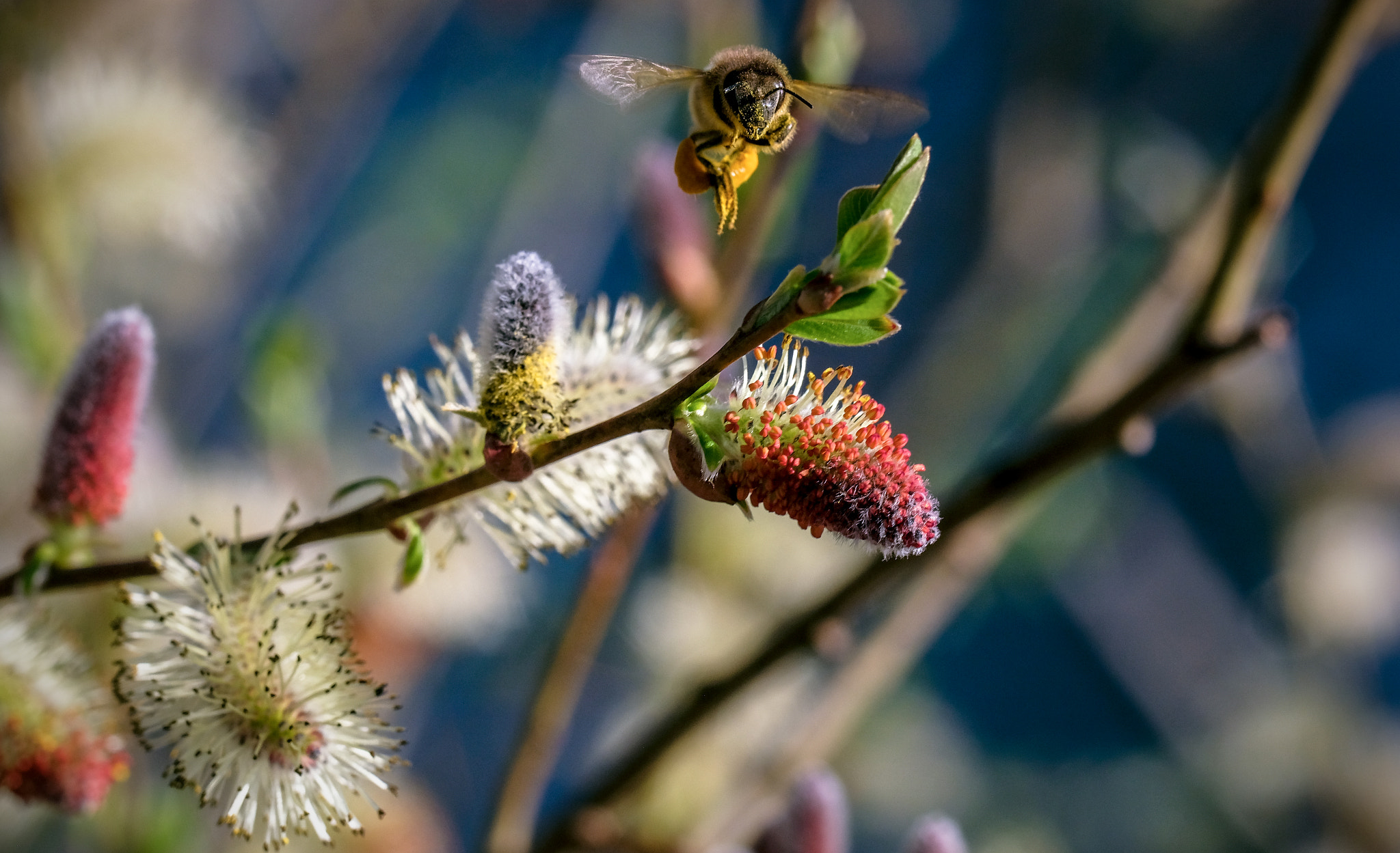 Fujifilm X-T2 sample photo. The beez neez photography