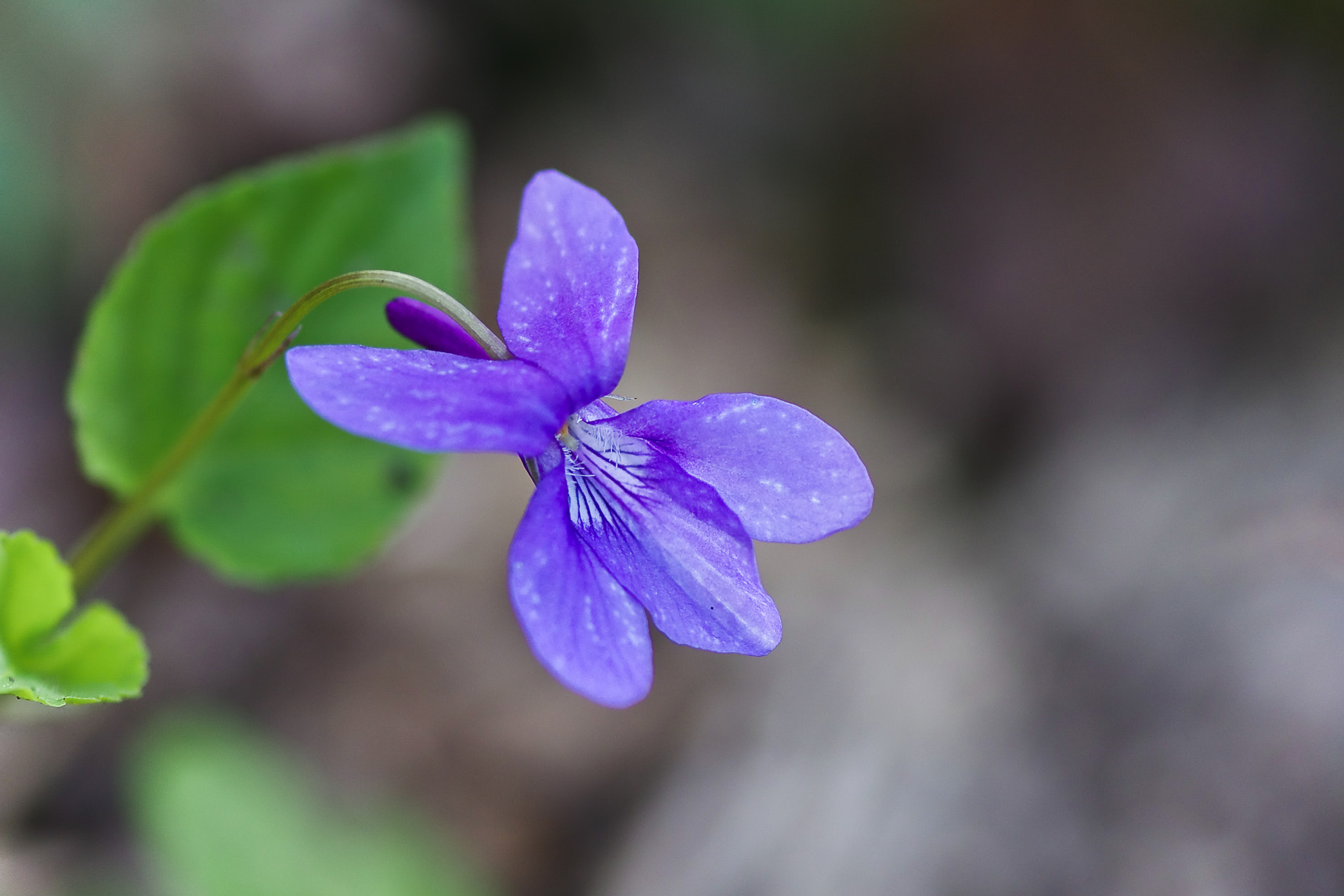 Pentax smc D-FA 100mm F2.8 Macro WR sample photo. « violette » ou « pensée » sauvage photography