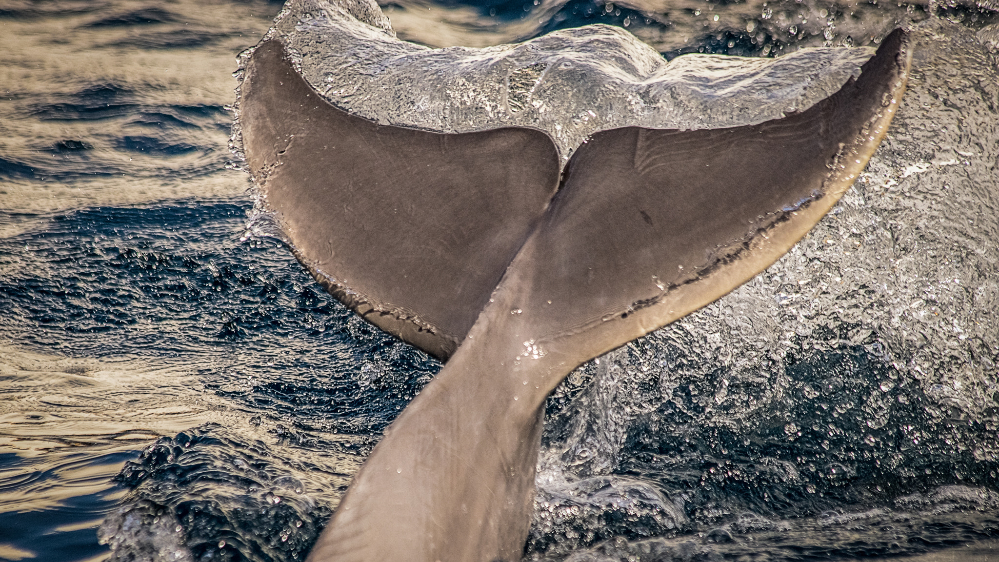 Canon EF 70-300mm F4-5.6 IS USM sample photo. Delfin photography