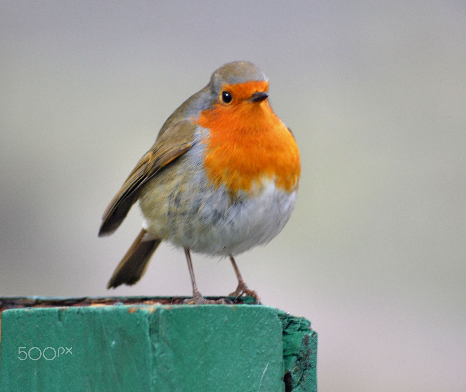 Sigma 70-300mm F4-5.6 APO DG Macro sample photo. Robin red breast photography