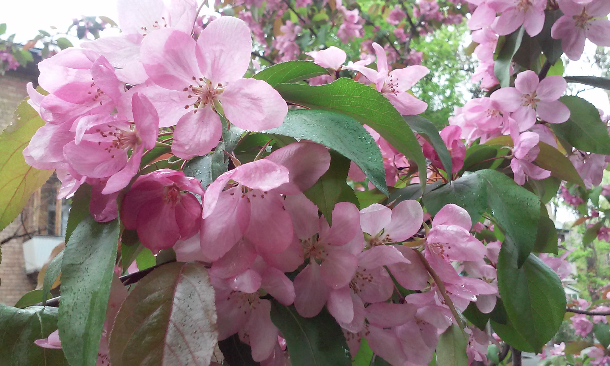 LG L80 DUAL sample photo. 20160426_113555.jpg photography