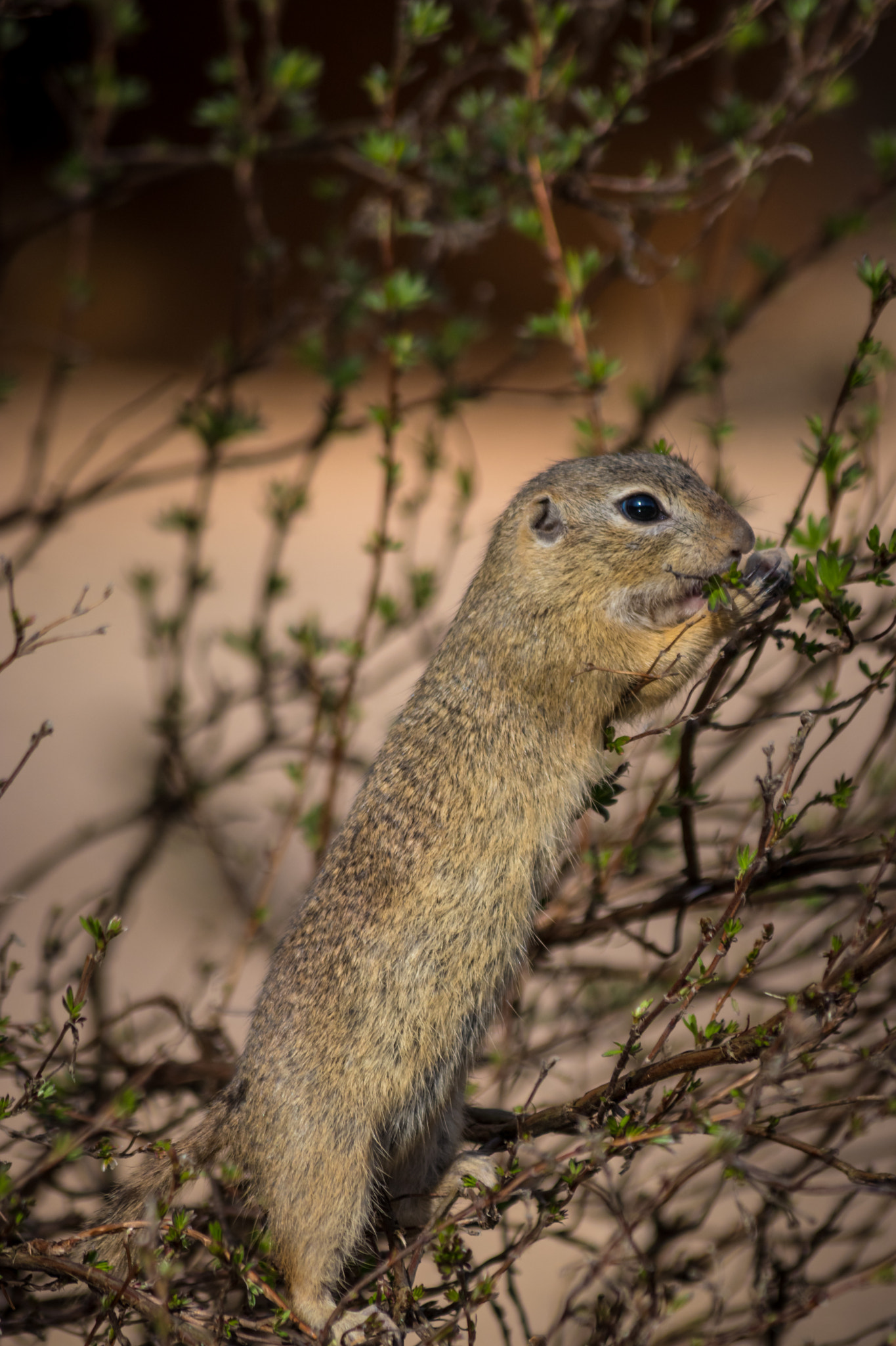 Canon EF 70-300mm F4-5.6 IS USM sample photo