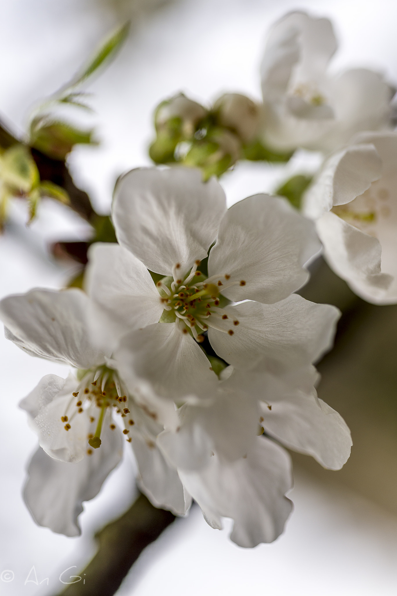 Nikon D600 sample photo. Fleurs cerisiers photography