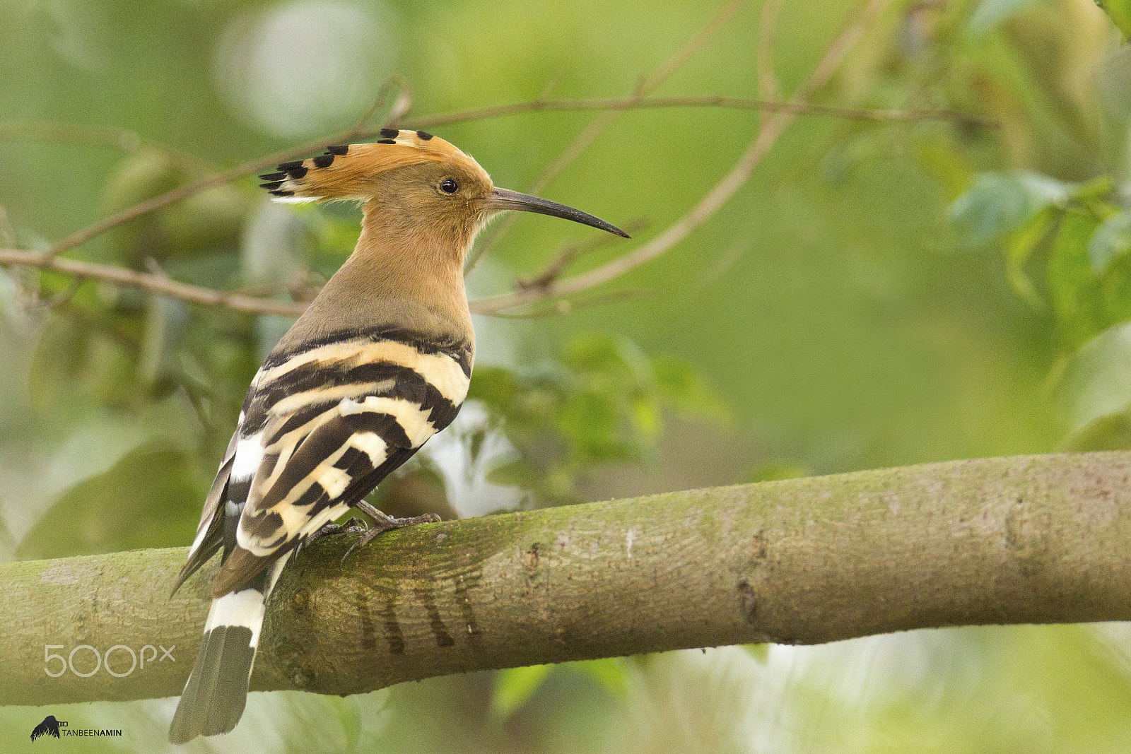 Canon EOS 600D (Rebel EOS T3i / EOS Kiss X5) + Canon EF 100-400mm F4.5-5.6L IS II USM sample photo. Hoopoe photography