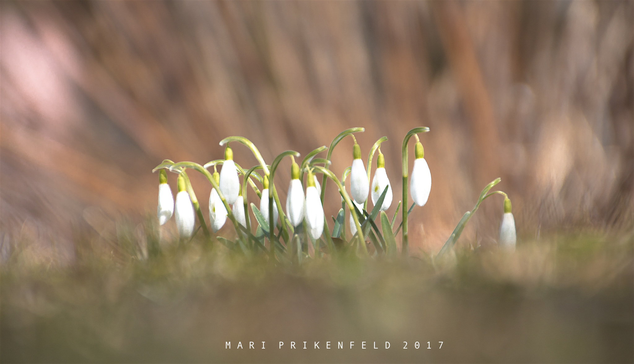 Canon EOS 650D (EOS Rebel T4i / EOS Kiss X6i) sample photo. Of spring photography