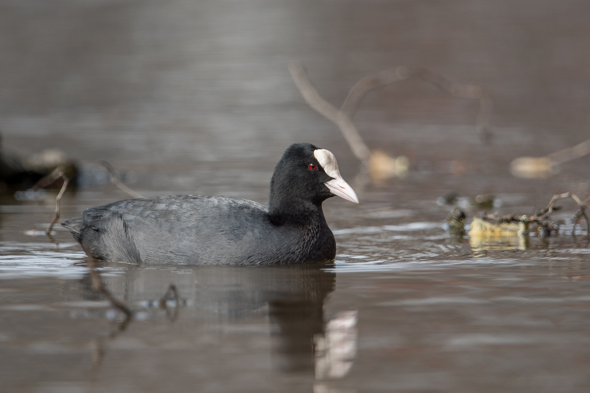 Nikon AF-S Nikkor 600mm F4G ED VR sample photo. Foulque photography