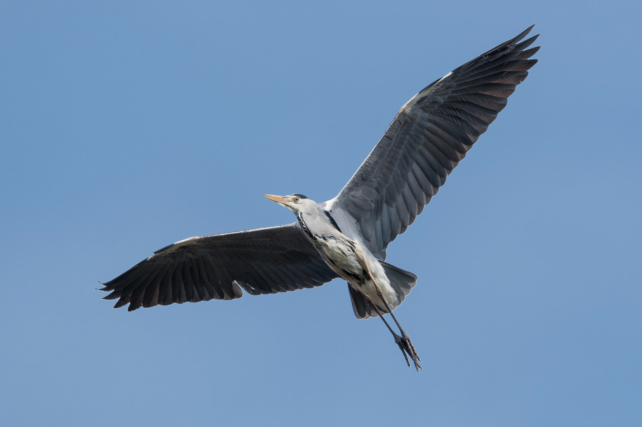 Nikon AF-S Nikkor 600mm F4G ED VR sample photo. Héron cendré photography