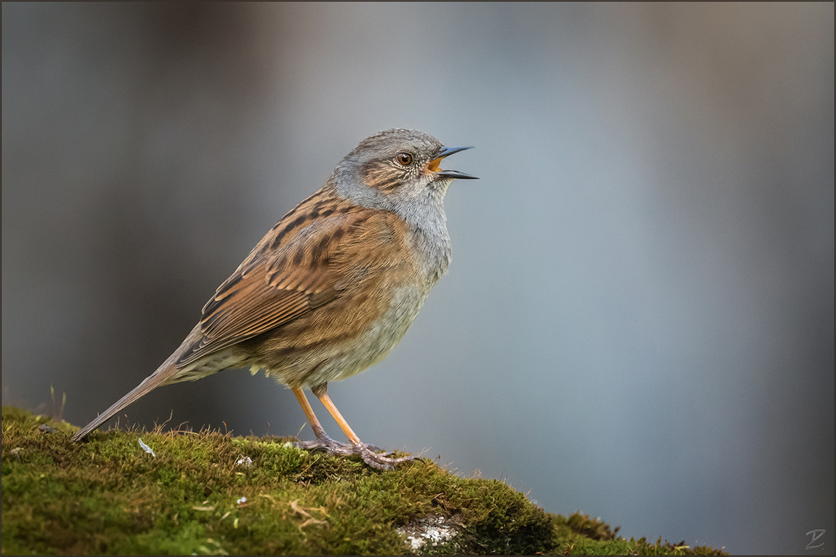 Canon EOS 7D Mark II + Canon EF 400mm F4 DO IS II USM sample photo. Heckenbraunelle - dunnock photography