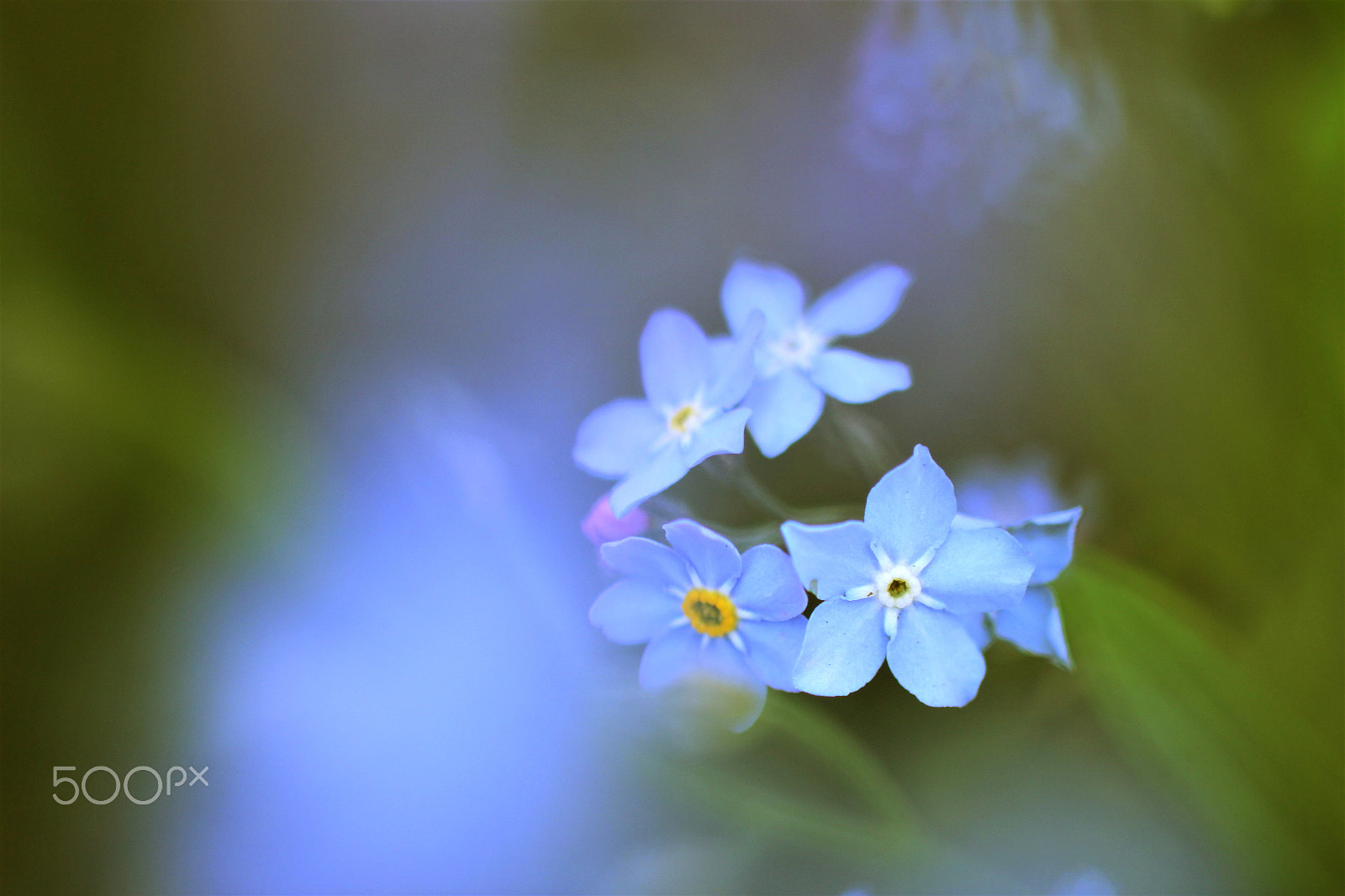 Sigma 50mm F1.4 EX DG HSM sample photo. In the dream photography