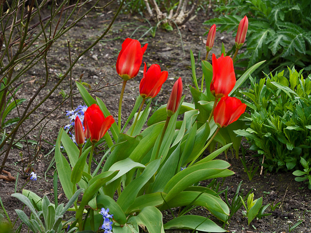 Olympus OM-D E-M5 sample photo. Botanischer garten der tu braunschweig photography