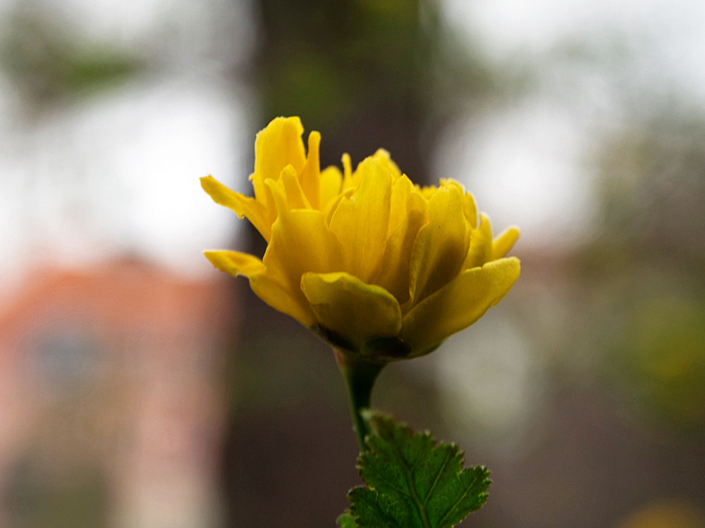 Olympus OM-D E-M5 sample photo. Botanischer garten der tu braunschweig photography