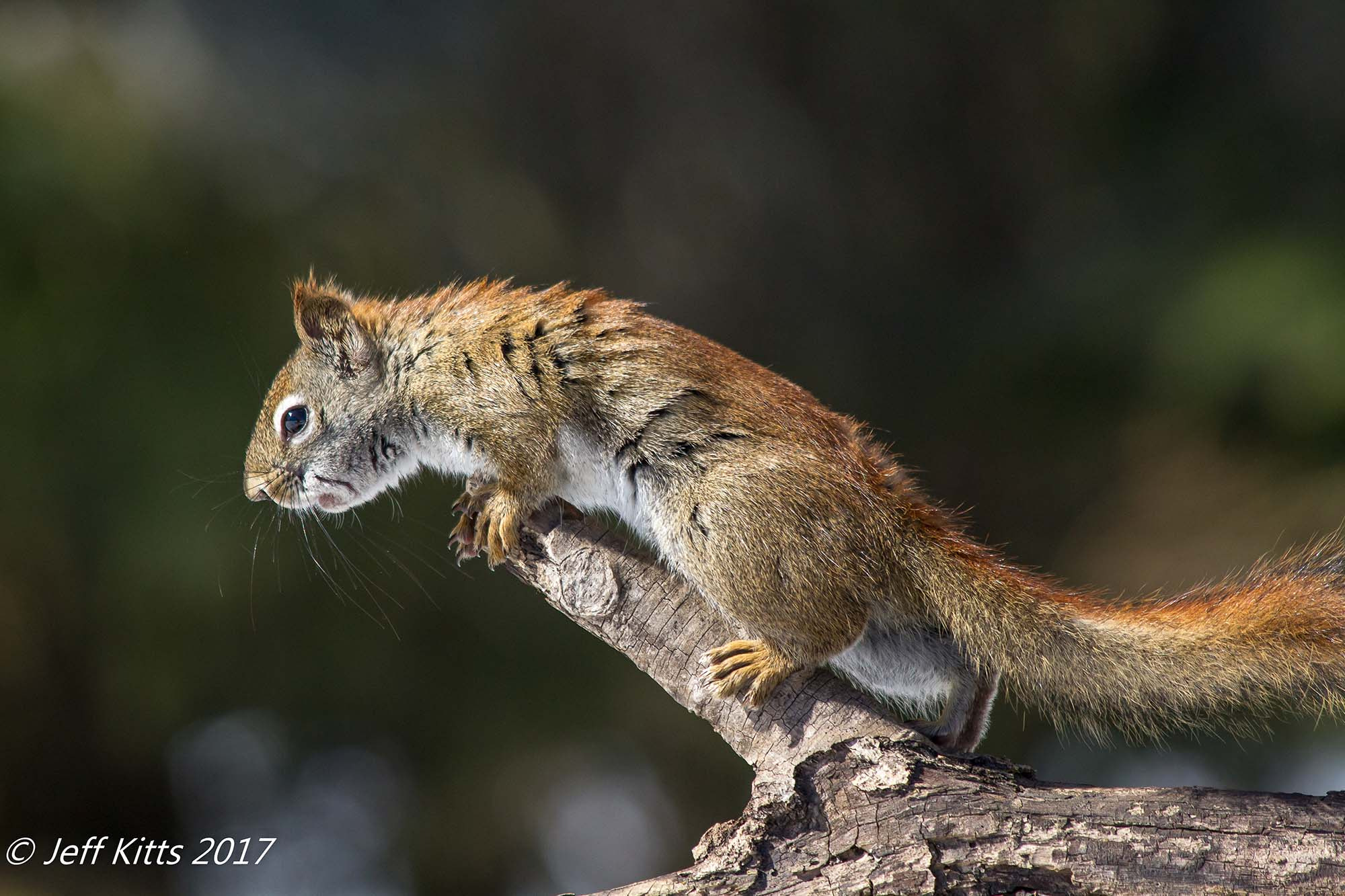 Canon EOS 7D sample photo. 5397- red squirrel 39 photography