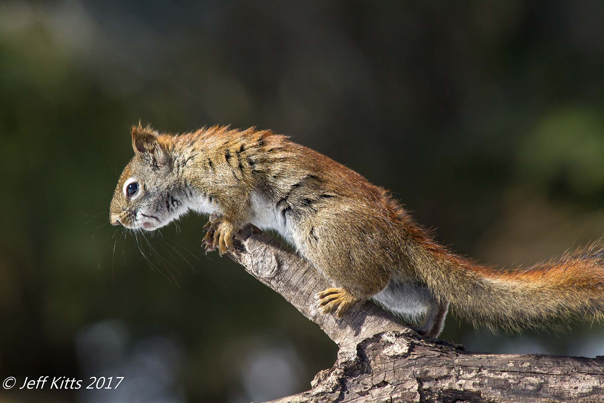 Canon EF 70-300mm F4-5.6 IS USM sample photo. 5397- red squirrel 39 photography