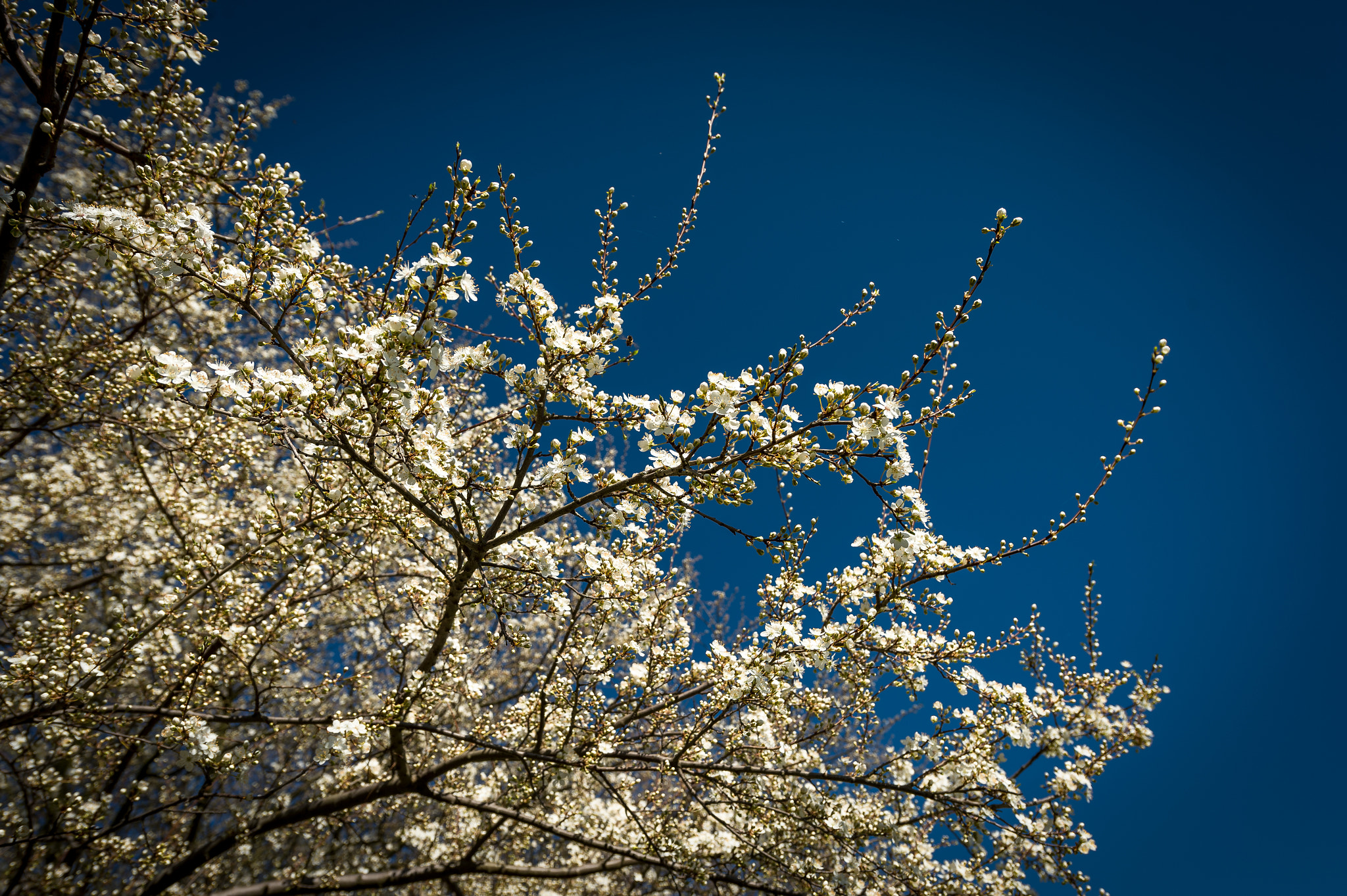 Nikon D4 sample photo. Tree blossoms photography