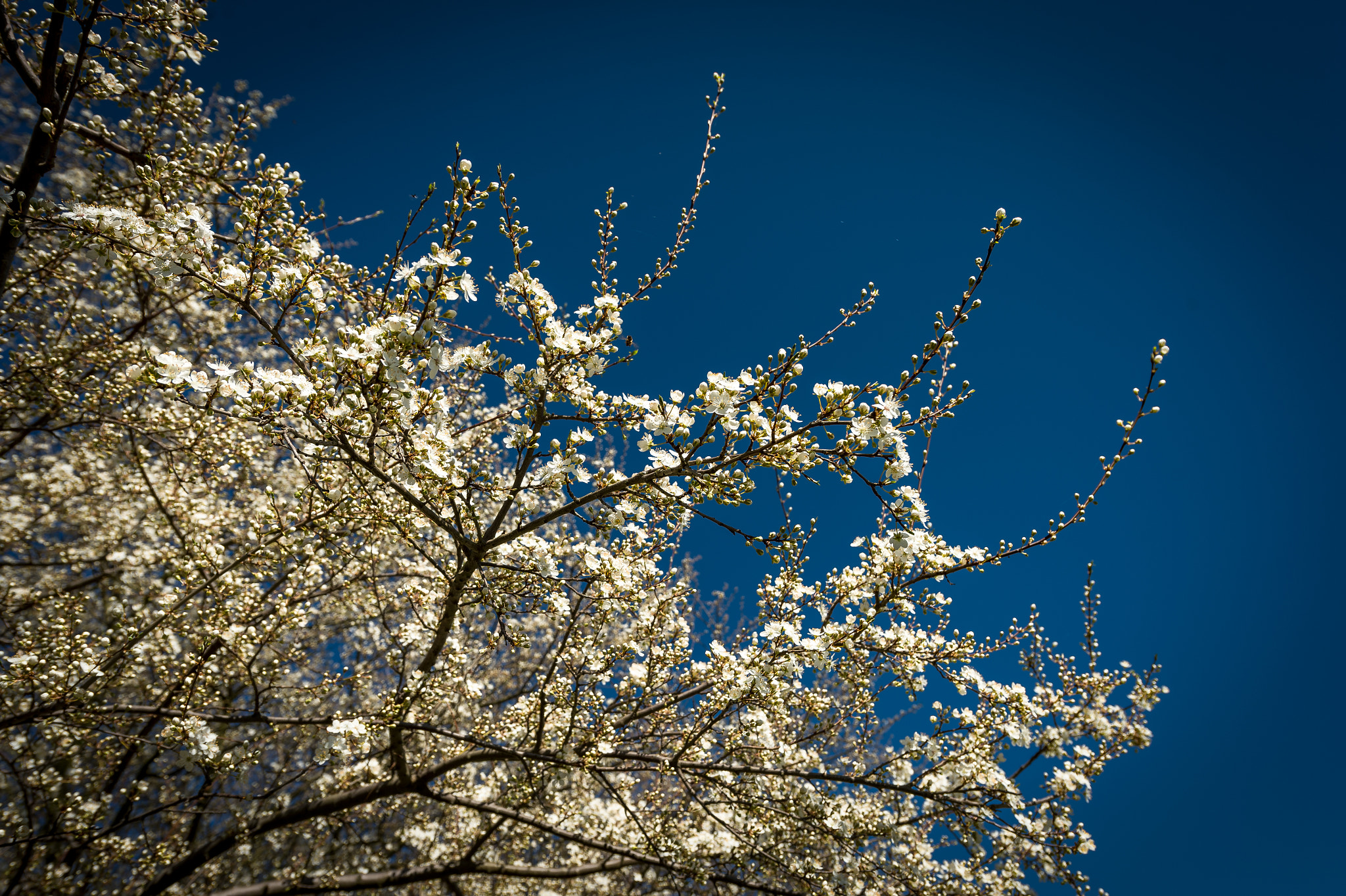 Nikon AF-S Nikkor 14-24mm F2.8G ED sample photo. Tree blossoms photography