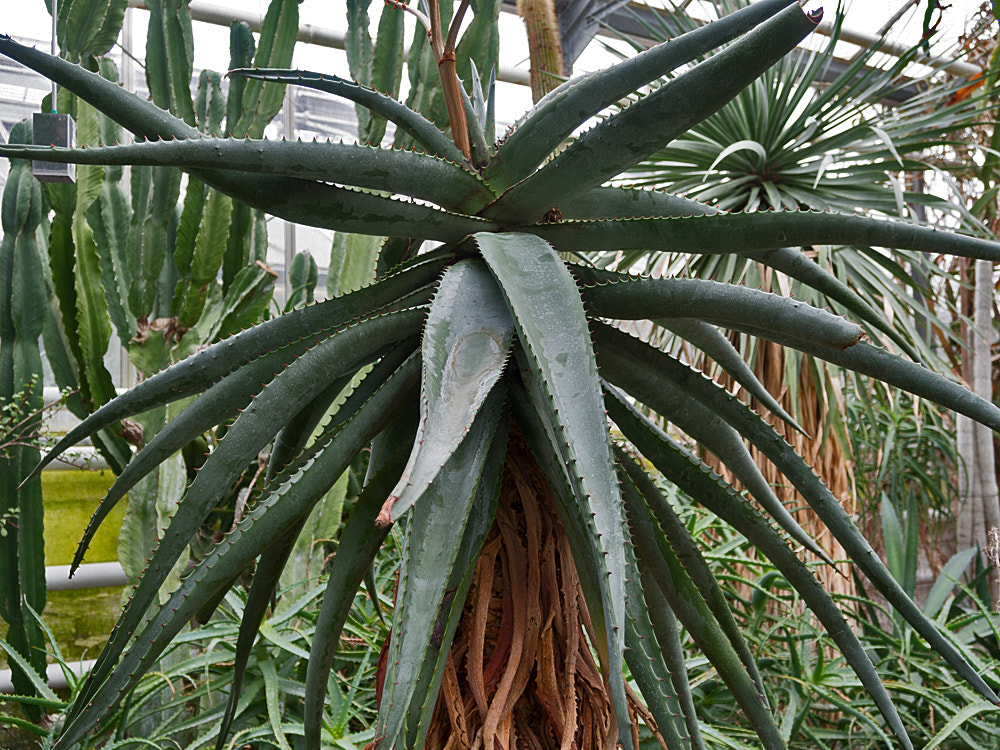 Olympus OM-D E-M5 sample photo. Botanischer garten der tu braunschweig photography