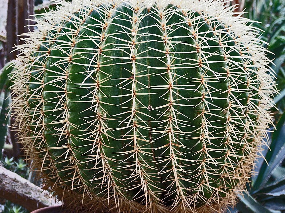 Olympus OM-D E-M5 sample photo. Botanischer garten der tu braunschweig photography