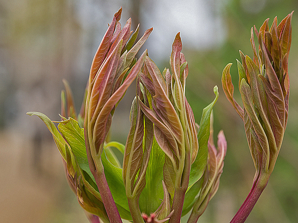 Olympus OM-D E-M5 sample photo. Botanischer garten der tu braunschweig photography
