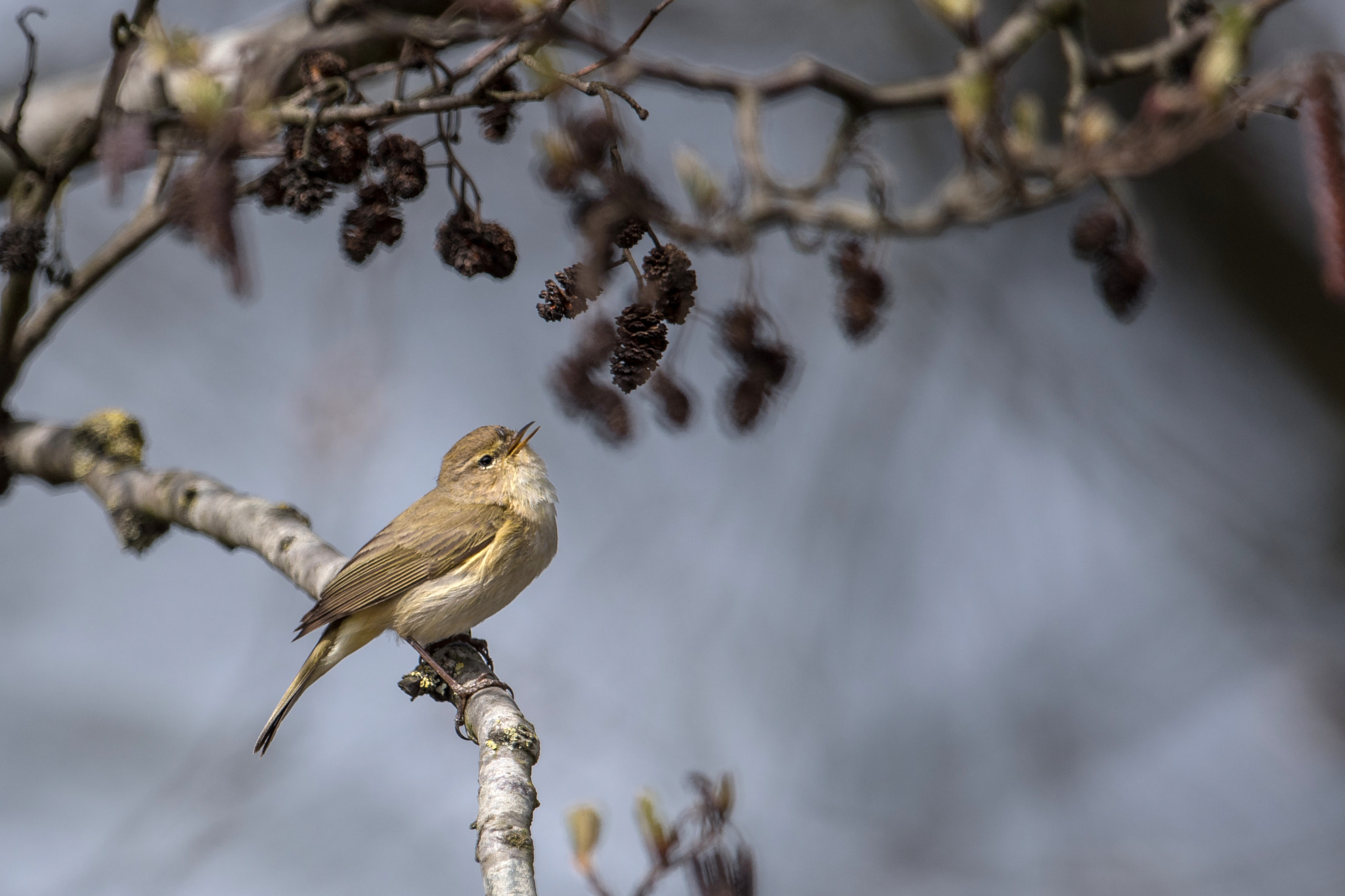 Nikon AF-S Nikkor 600mm F4G ED VR sample photo. Pouillot photography