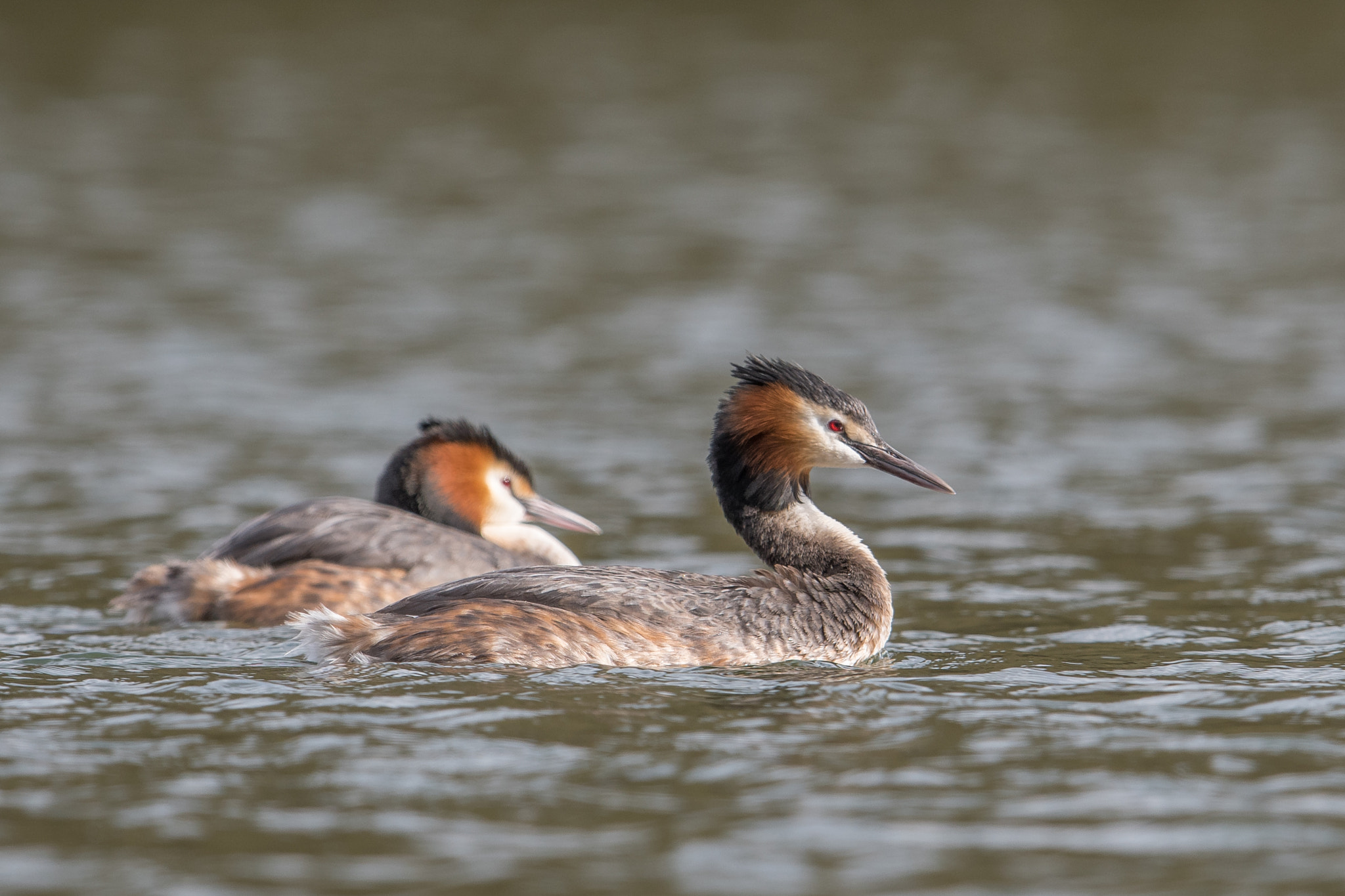 Nikon D500 + Nikon AF-S Nikkor 600mm F4G ED VR sample photo. Grèbe huppé photography