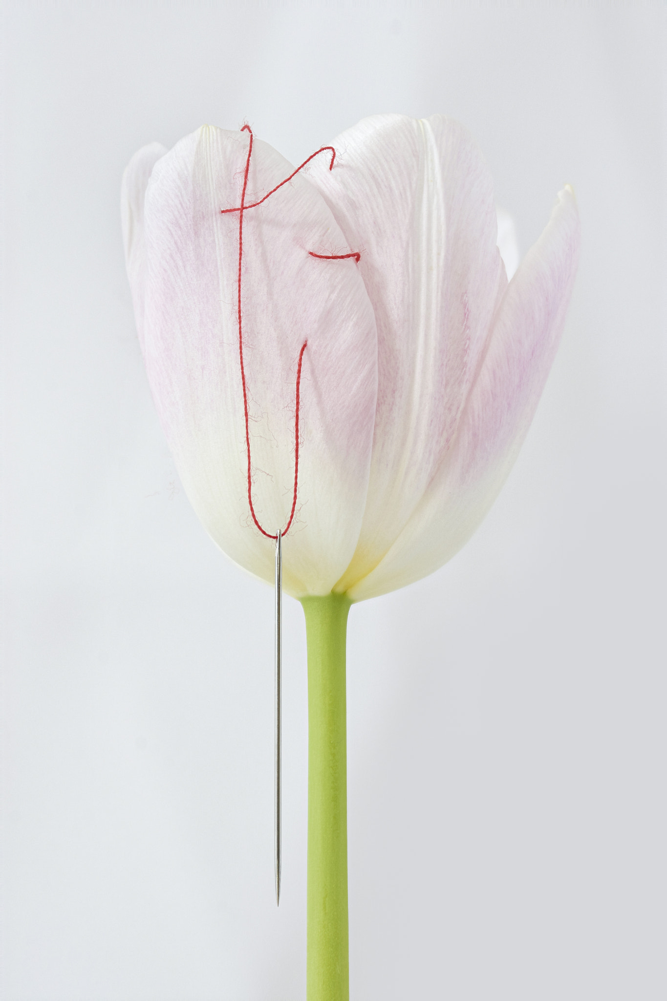 Sigma 105mm F2.8 EX DG OS HSM sample photo. Tulips sew photography