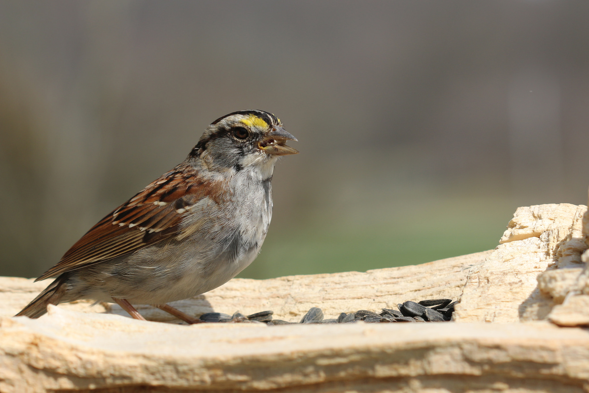 Canon EOS 70D + Canon EF 100mm F2.8 Macro USM sample photo. Hungry sparrow photography