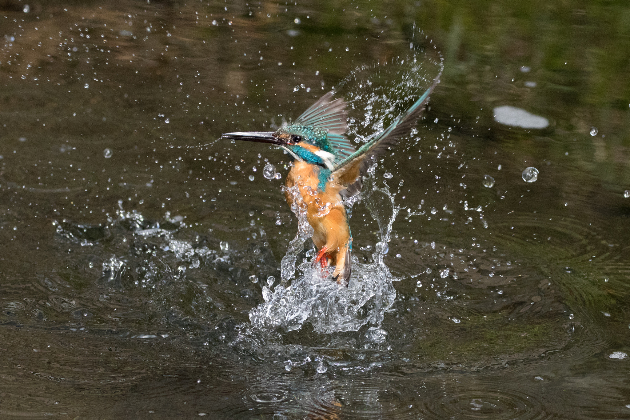 150-600mm F5-6.3 DG OS HSM | Contemporary 015 sample photo. Kingfisher photography
