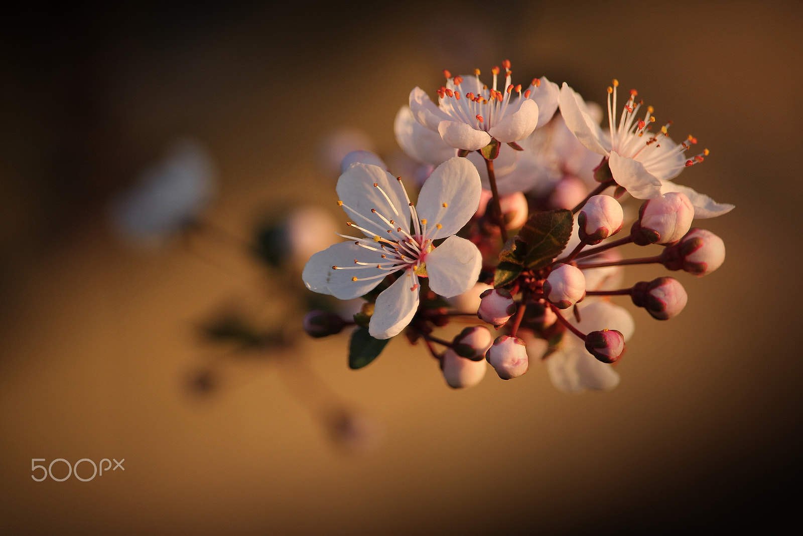 Canon EOS 60D + Canon EF-S 55-250mm F4-5.6 IS STM sample photo. Blossoms photography