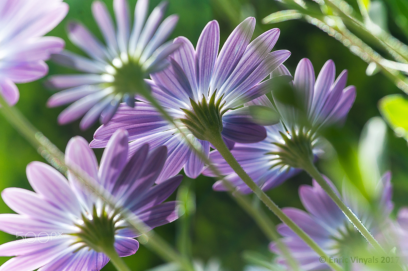 Nikon AF-S Micro-Nikkor 105mm F2.8G IF-ED VR sample photo. Spring you are welcome. photography