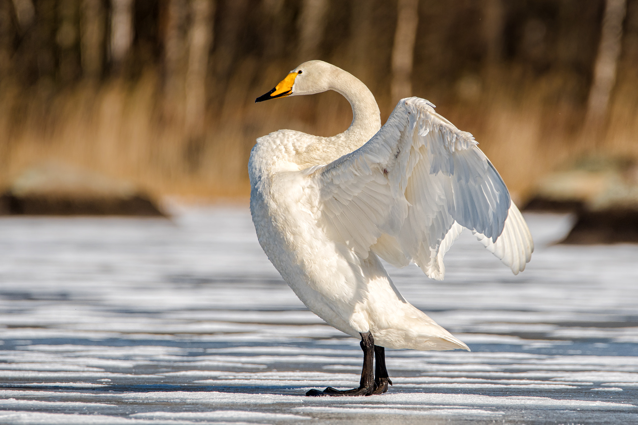 Nikon D500 sample photo. Stretching wings photography