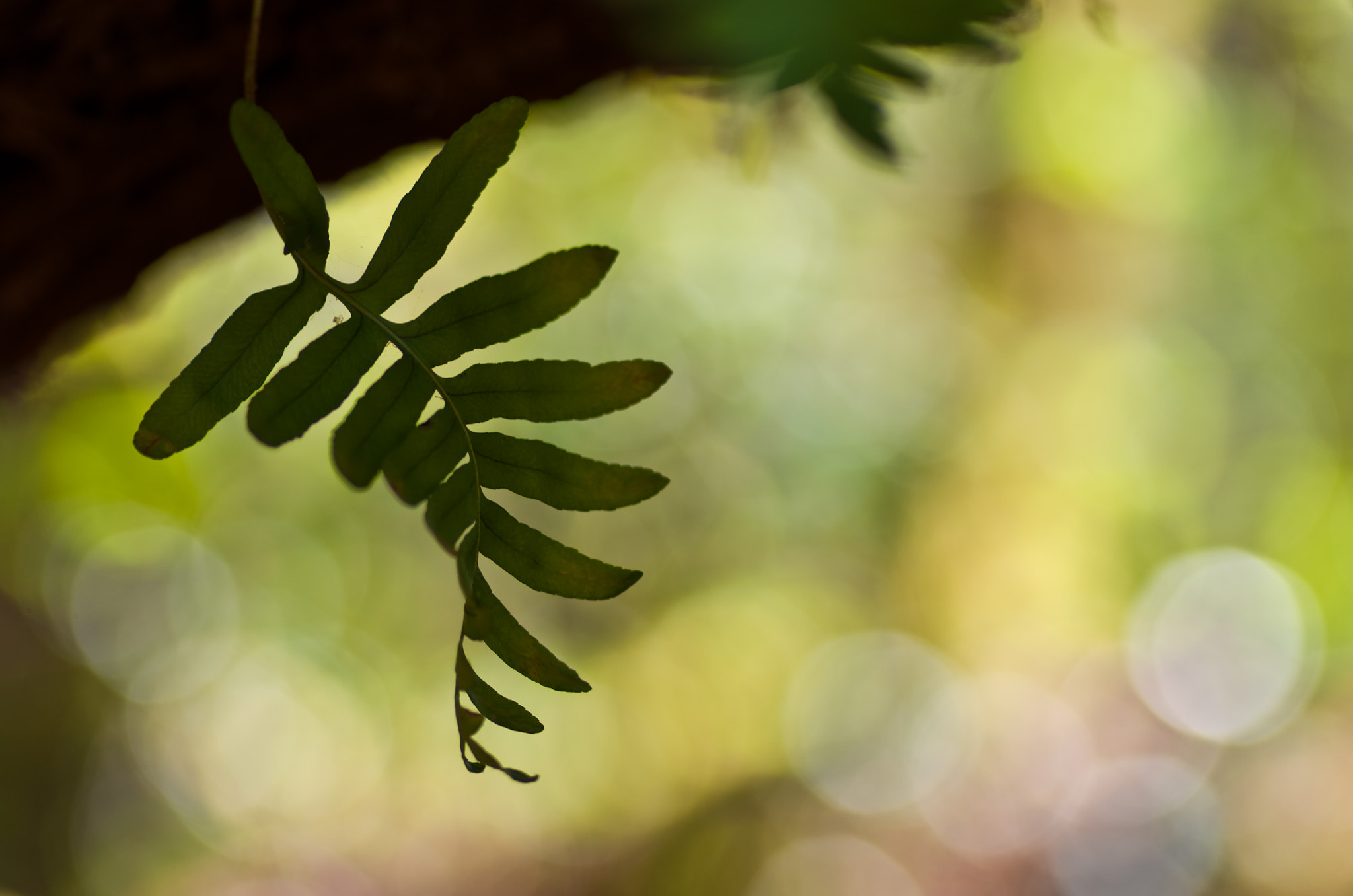 Pentax K-5 + Pentax smc D-FA 100mm F2.8 Macro WR sample photo. Féerie photography