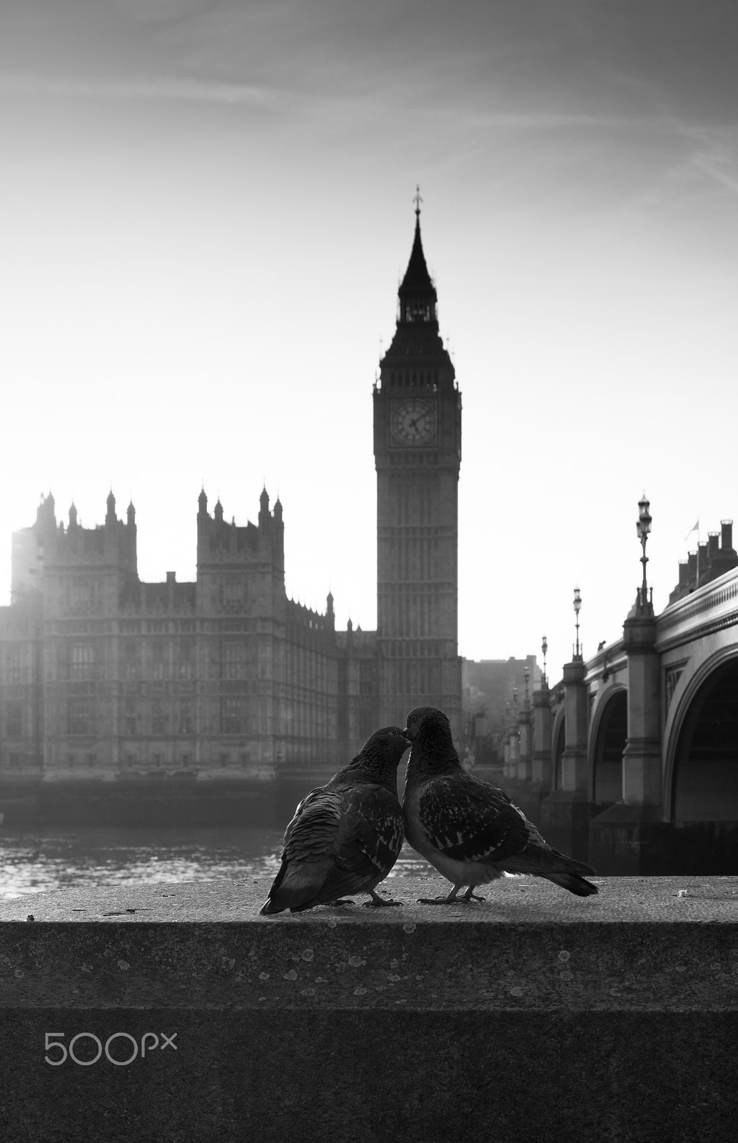 Sony SLT-A77 sample photo. Pigeons kissing photography