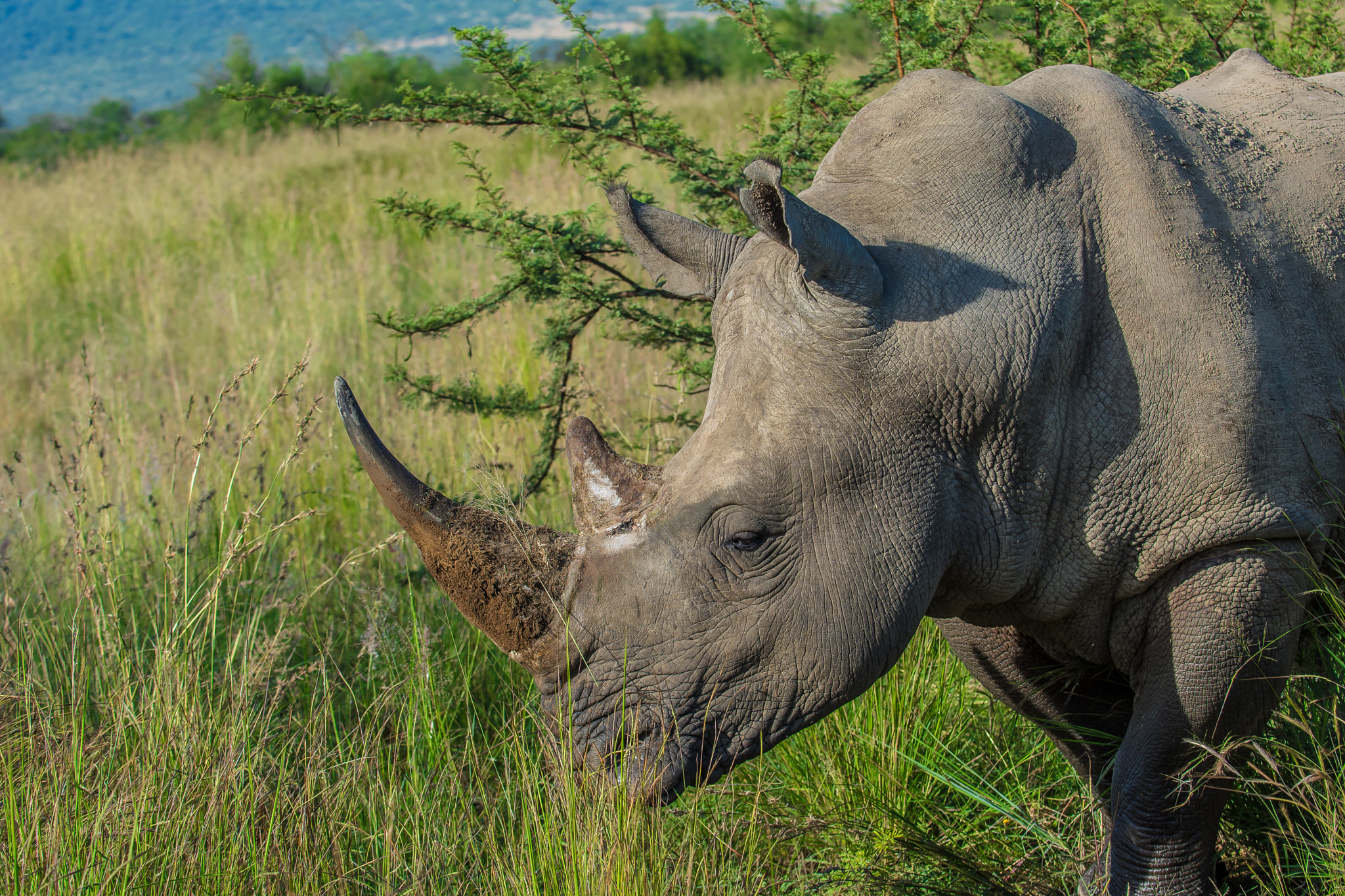 Nikon D7200 sample photo. Pilanesberg rhino photography