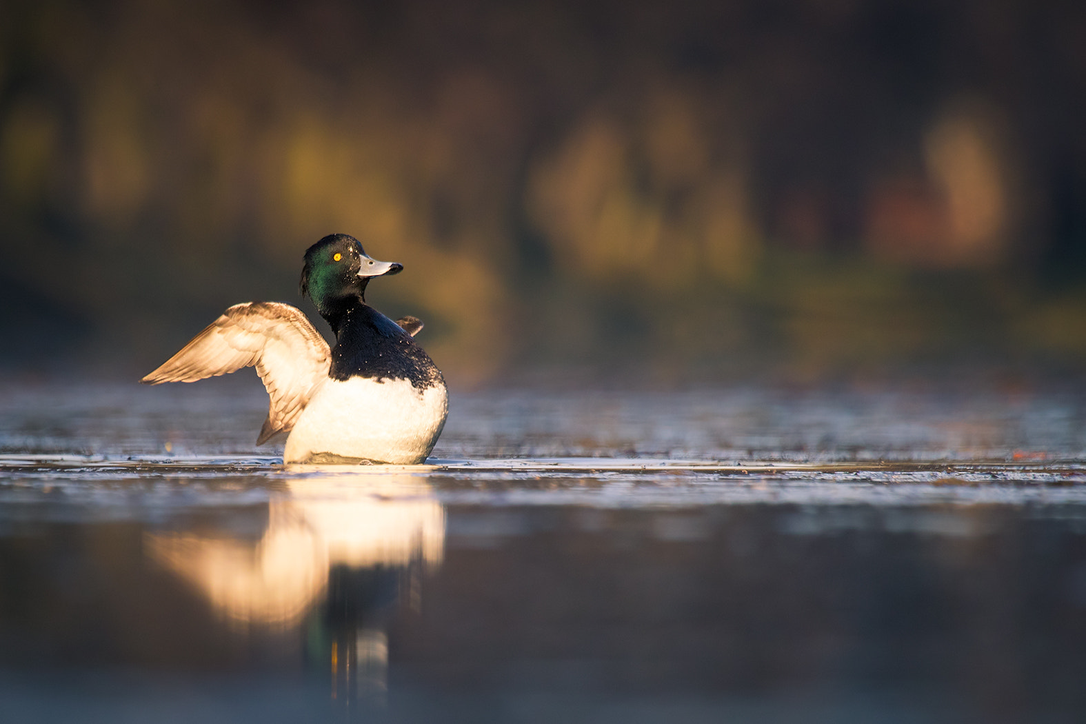 Canon EF 100-400mm F4.5-5.6L IS USM sample photo. Tufted duck photography