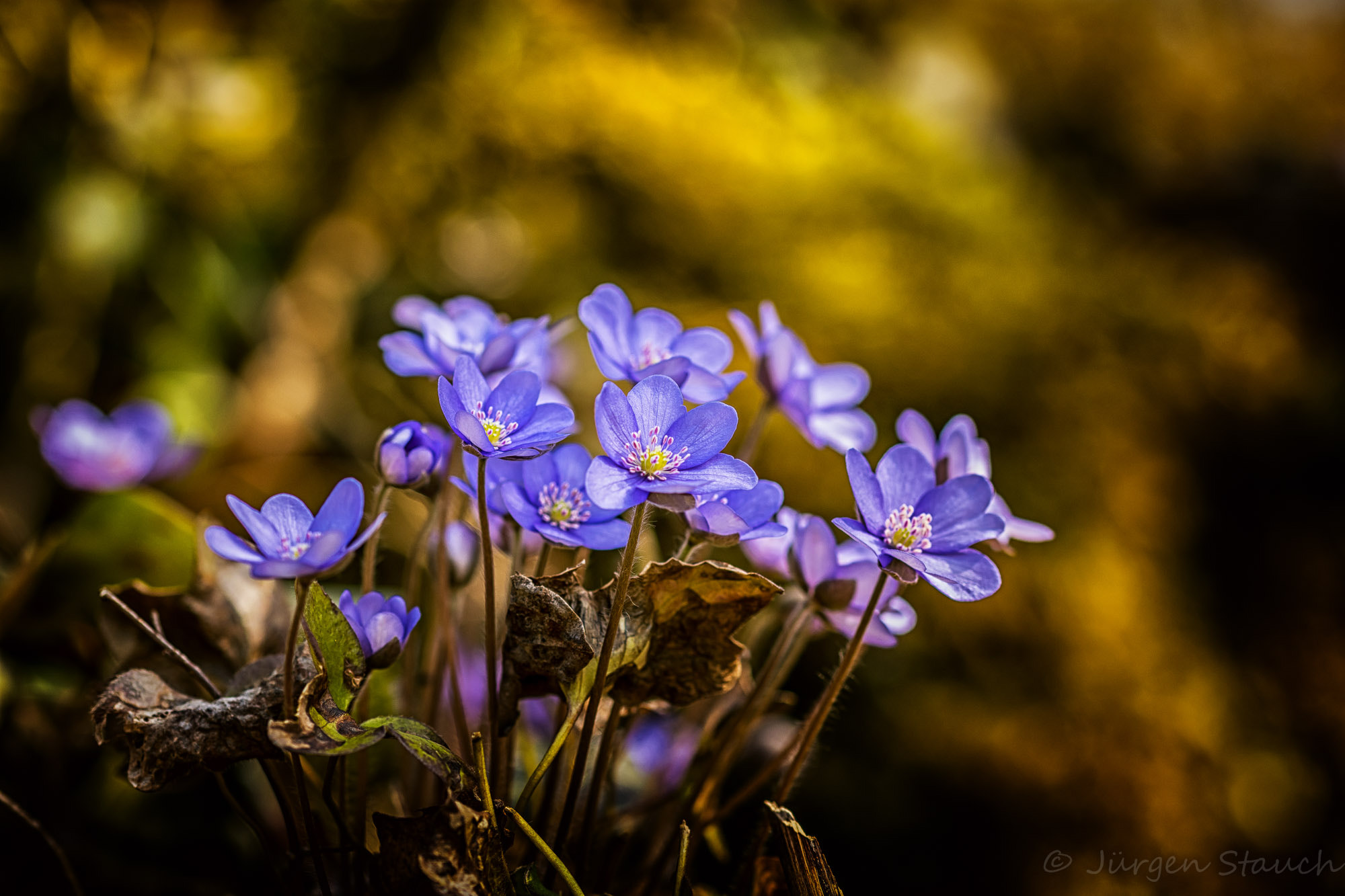 Sigma 105mm F2.8 EX DG OS HSM sample photo. Mitten im wald photography