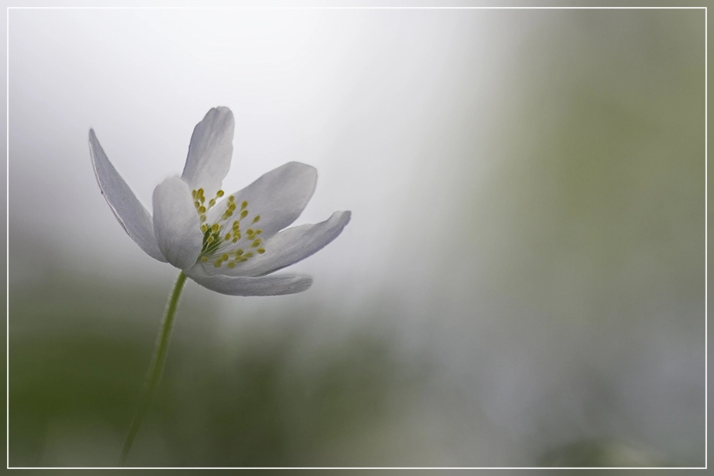 Canon EF 100mm F2.8 Macro USM sample photo. Wood anemone photography
