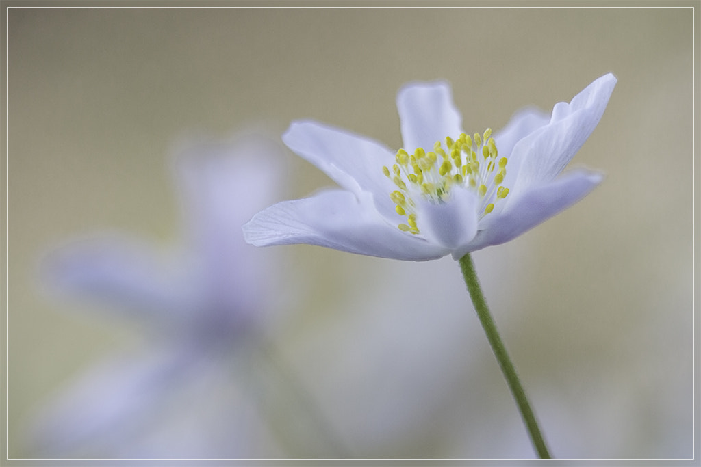 Canon EF 100mm F2.8 Macro USM sample photo. Wood anemone with another photography
