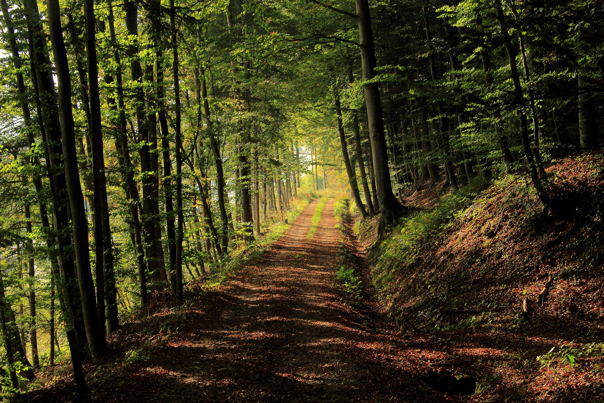 Canon EF-S 17-85mm F4-5.6 IS USM sample photo. Forest path photography