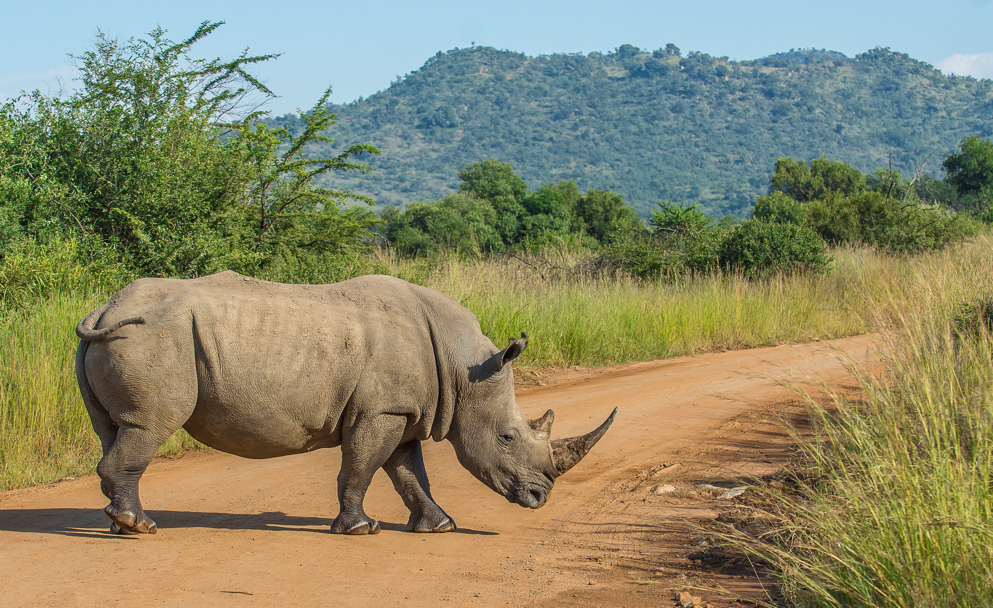 Nikon D7200 sample photo. Pilanesberg rhino 2 photography