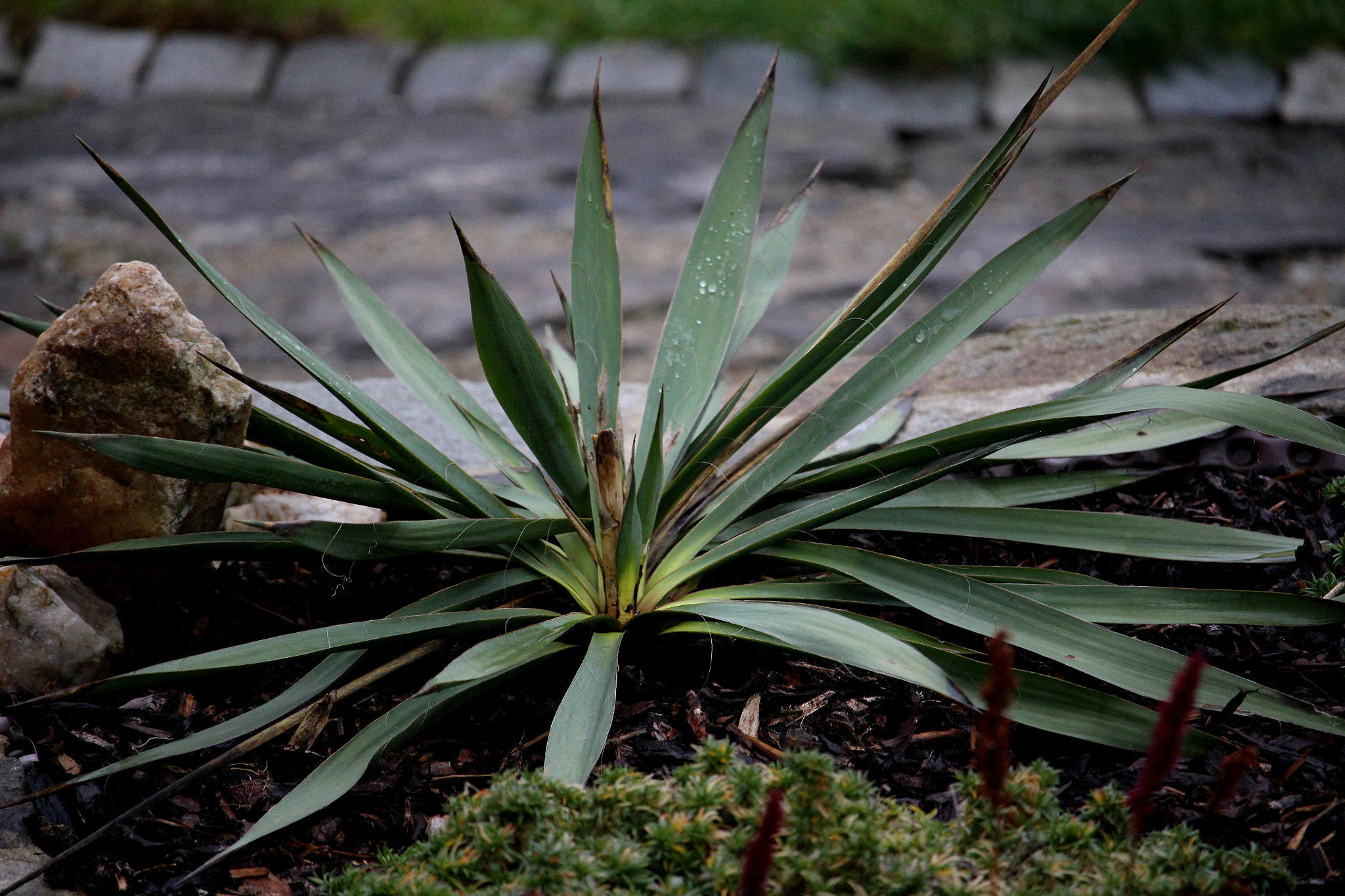 Canon EF-S 55-250mm F4-5.6 IS STM sample photo. Leaf photography