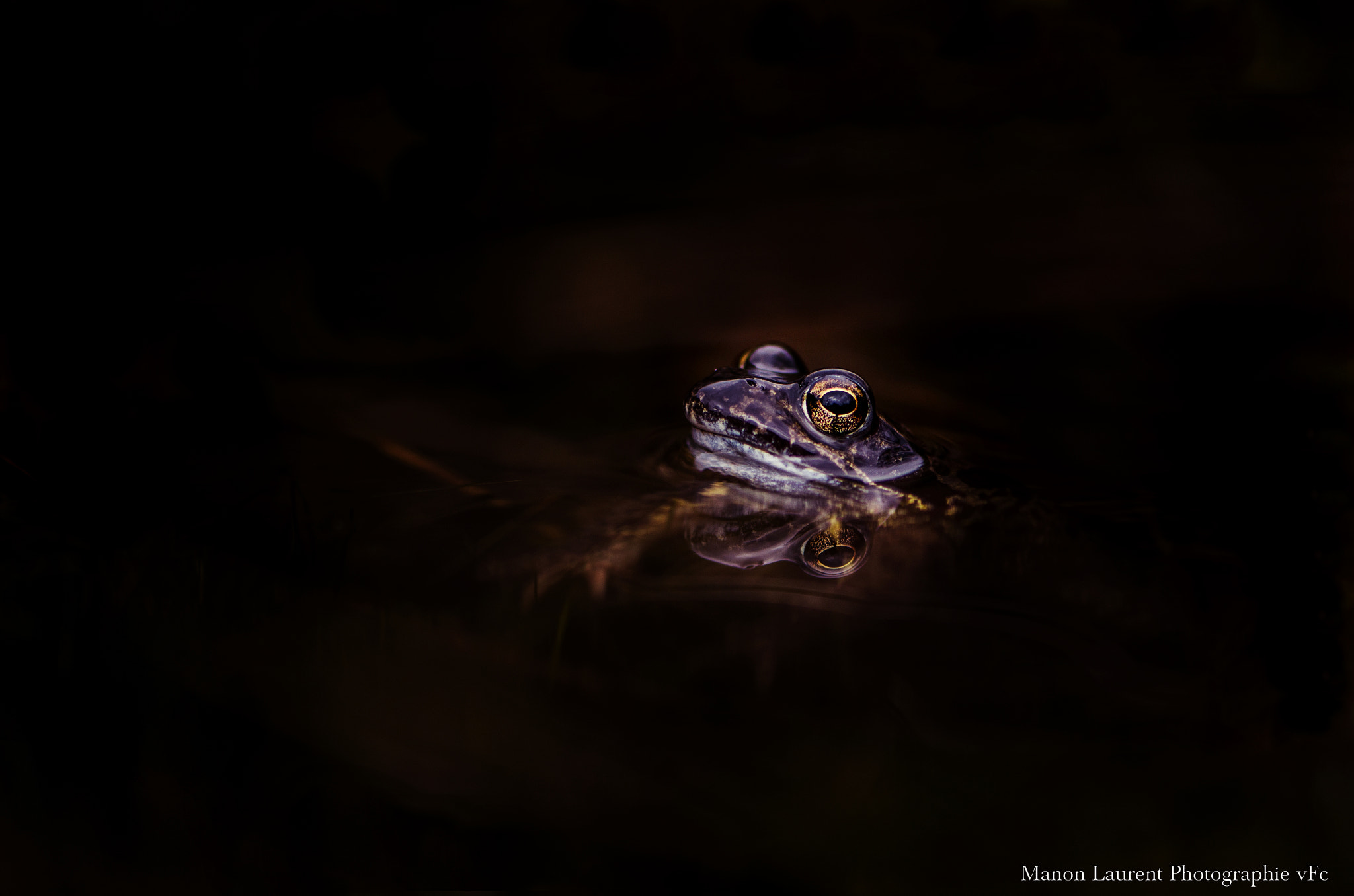 Nikon AF-S Micro-Nikkor 105mm F2.8G IF-ED VR sample photo. Grenouille photography