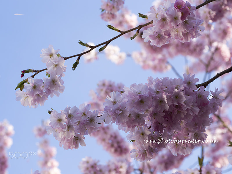 Olympus OM-D E-M10 sample photo. Under the prunus "accolade" photography