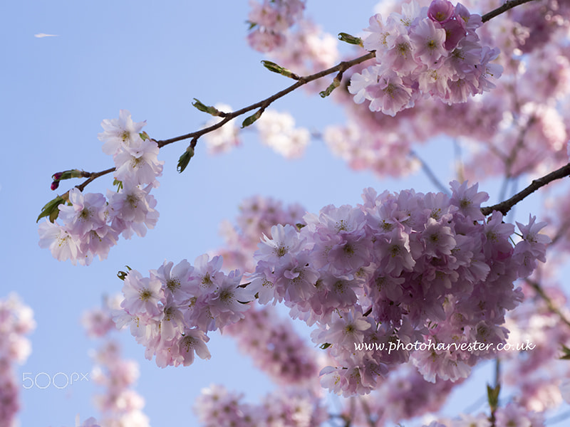 Olympus M.Zuiko Digital ED 60mm F2.8 Macro sample photo. Under the prunus "accolade" photography