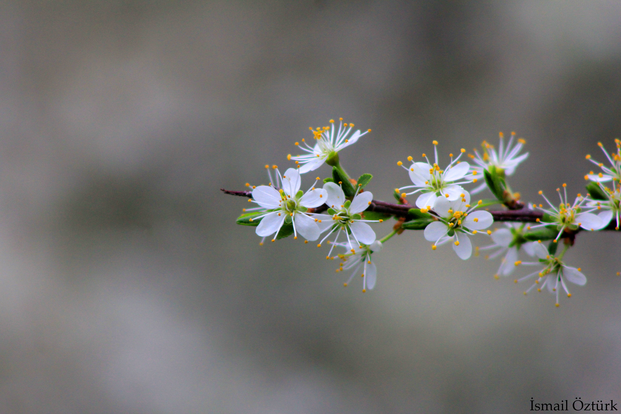 Canon EOS 60D + EF75-300mm f/4-5.6 sample photo. Plum flower photography