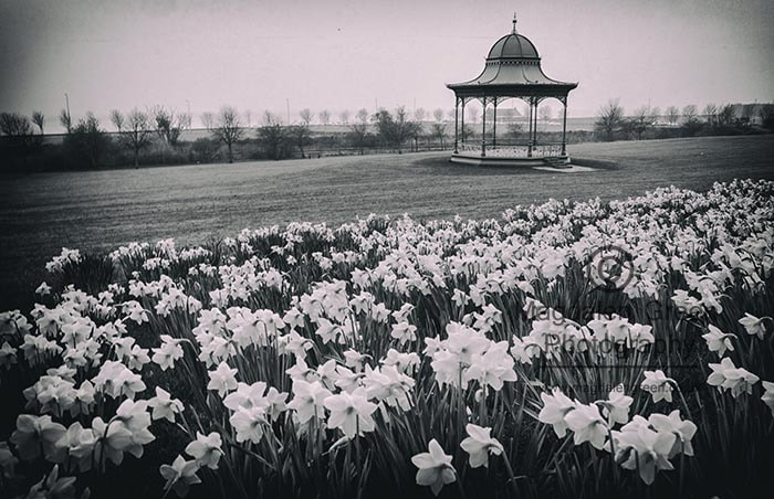 Nikon D700 + Nikon AF-S Nikkor 28-70mm F2.8 ED-IF sample photo. Easter view - magdalen green bandstand with daffodils in bloom - photography